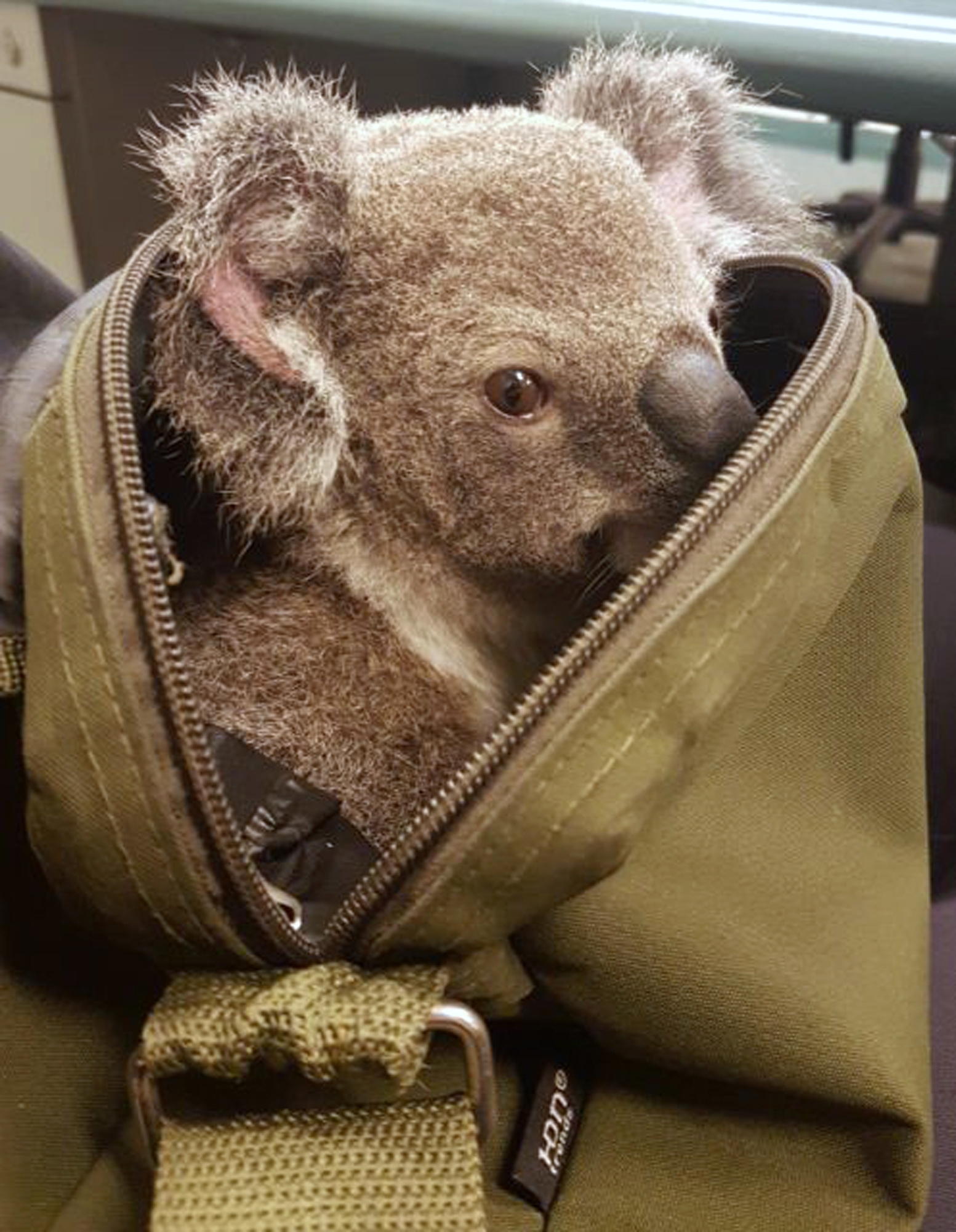 AUSTRALIA Koala 121617
