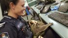 Queensland Police, Senior Constable Rio Law holds a koala at the Upper Mount Gravatt Police station in Brisbane, Australia