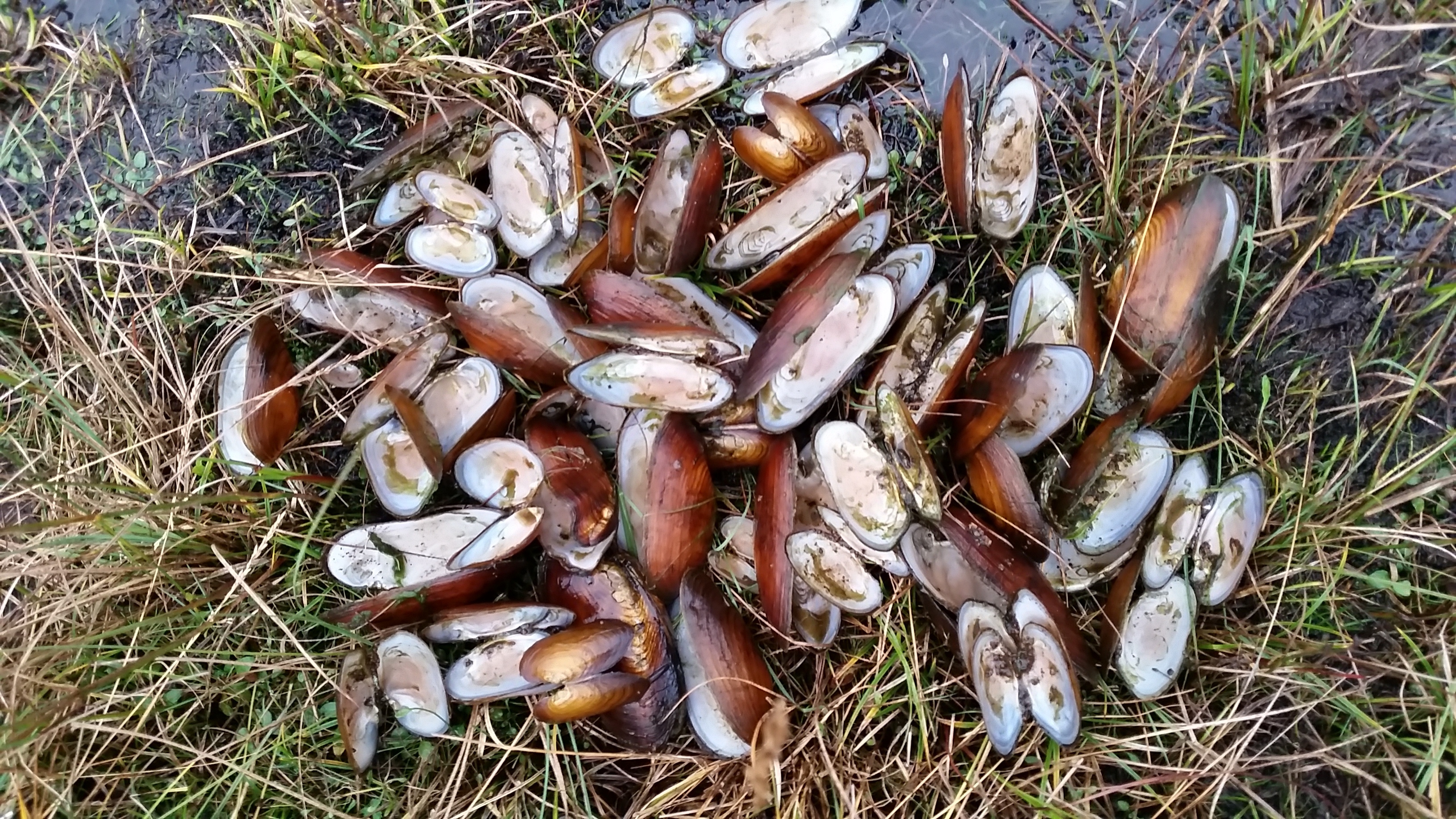 The mussels were discovered near a river south of Lochinver