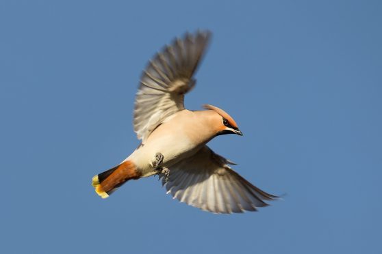 A Waxwing pictured in Scotland.