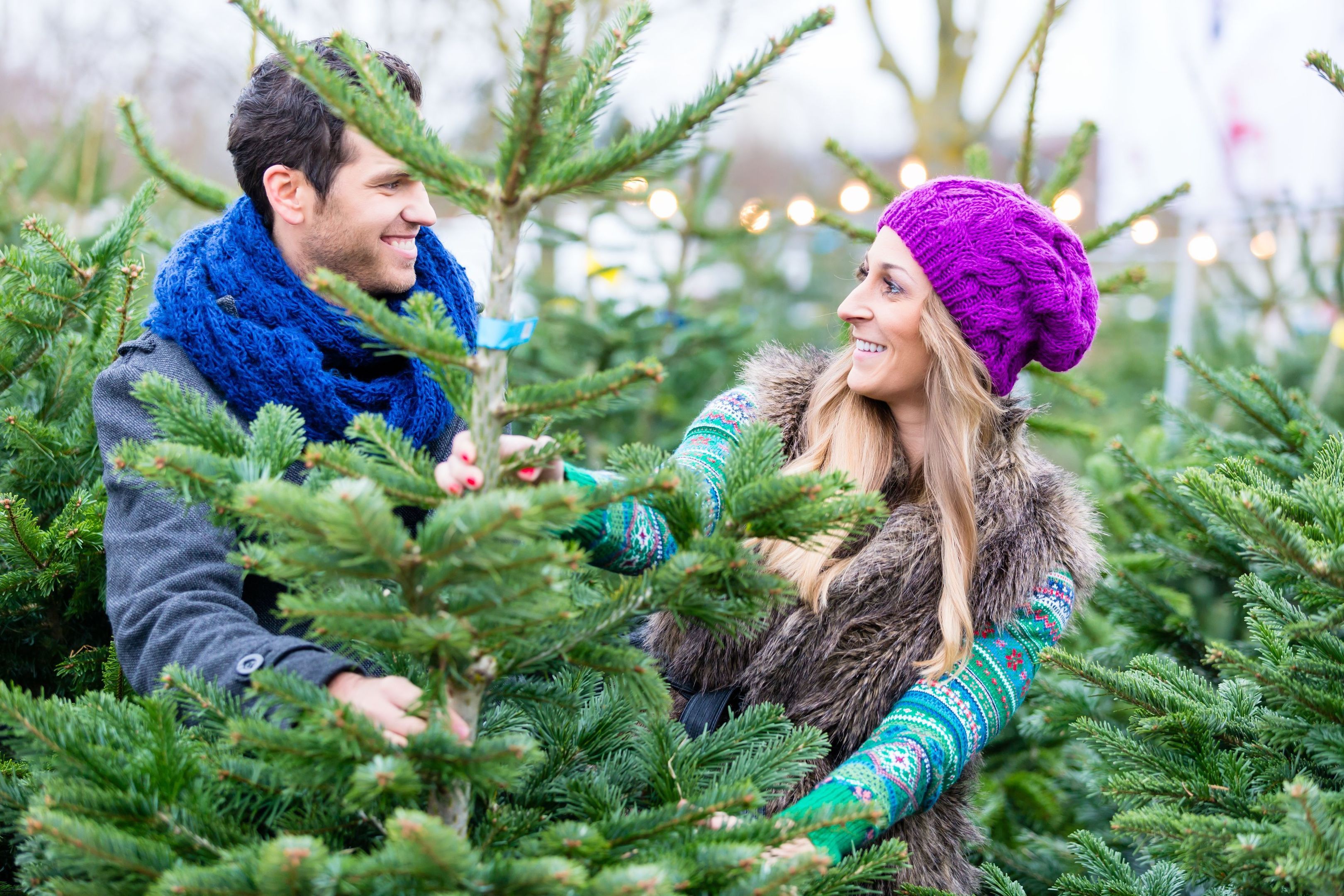 A Generic Photo of a couple choosing a Christmas tree. See PA Feature GARDENING Trees. Picture credit should read: PA Photo/thinkstockphotos. WARNING: This picture must only be used to accompany PA Feature GARDENING Trees.