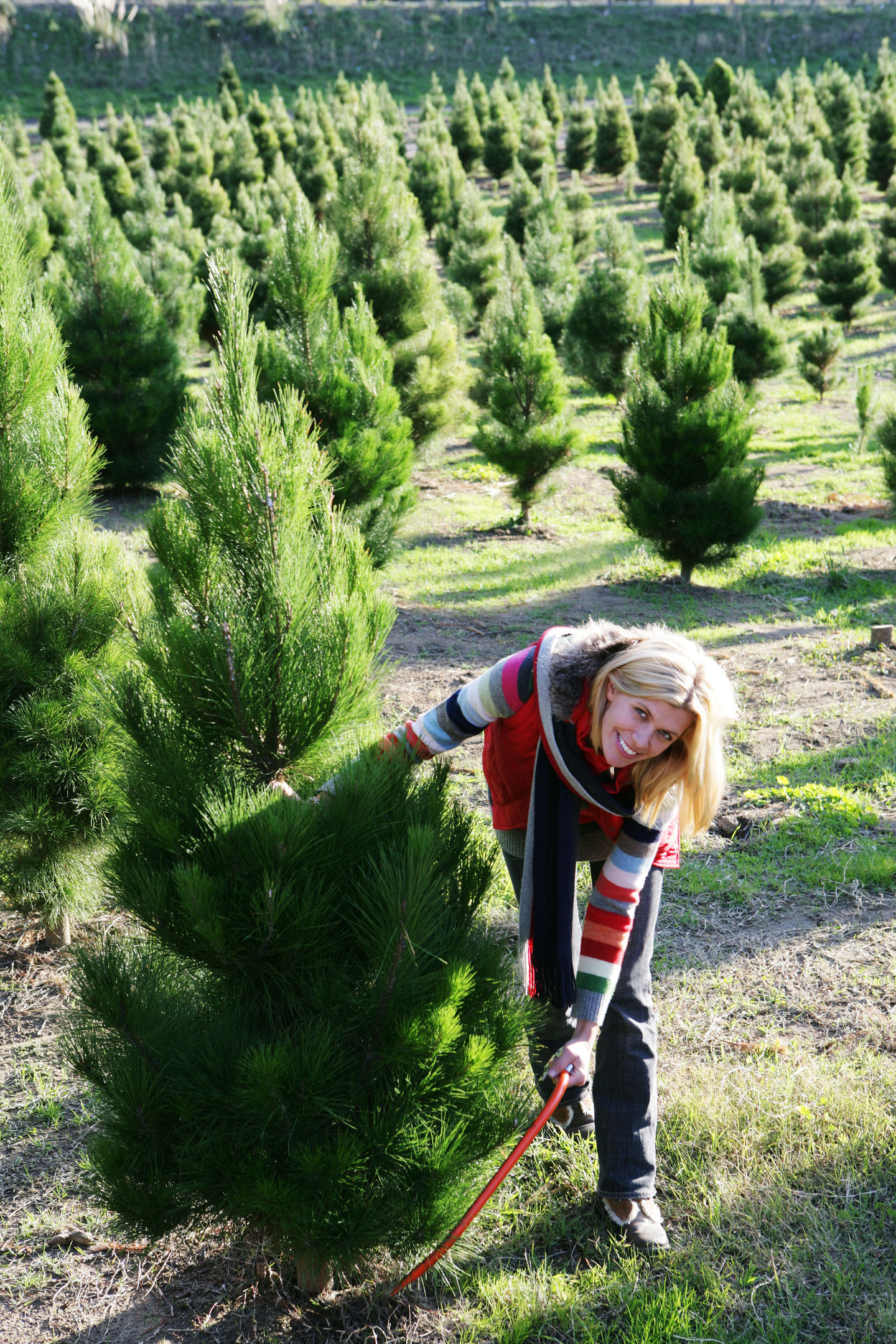 A Generic Photo of a woman choosing a Christmas tree. See PA Feature GARDENING Trees. Picture credit should read: PA Photo/thinkstockphotos. WARNING: This picture must only be used to accompany PA Feature GARDENING Trees.