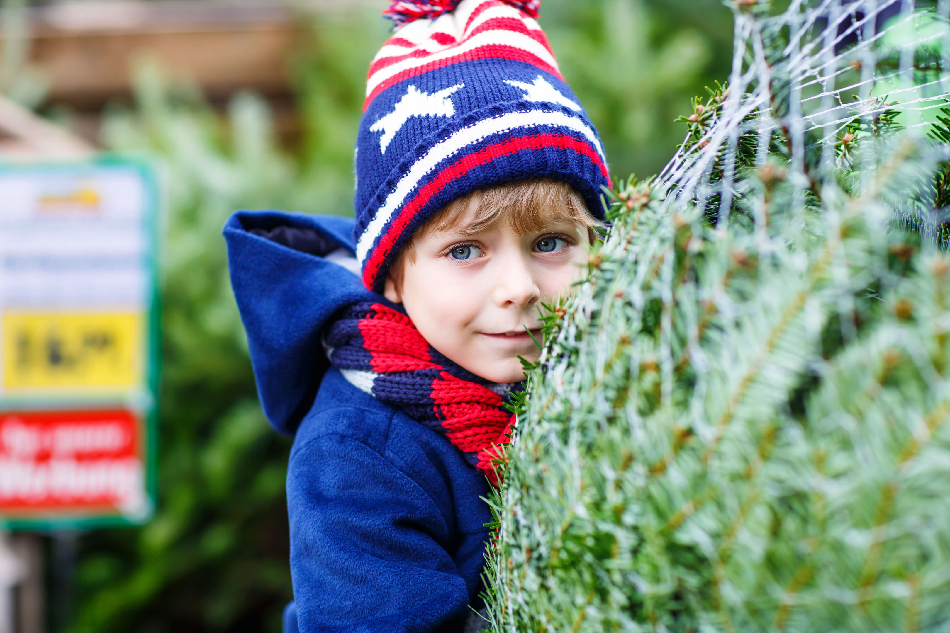 A Generic Photo of a young boy choosing a Christmas tree. See PA Feature GARDENING Trees. Picture credit should read: PA Photo/thinkstockphotos. WARNING: This picture must only be used to accompany PA Feature GARDENING Trees.