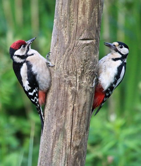 A pair of woodpeckers by Andy Coventry