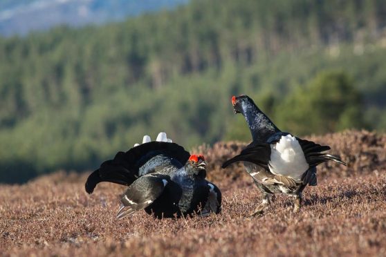 Black grouse lekking by Kate Friday