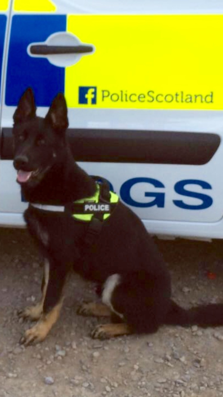 Police Scotland Aberdeen dog Bodie - aged 7 months. 