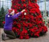 The final touches are put to a festive 9 foot poinsettia Christmas tree at Pentland Plants Garden Centre, Midlothian.