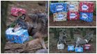 The six adorable pups at RZSS Highland Wildlife Park at Kincraig near Kingussie have received a special gift to celebrate their first Christmas there.