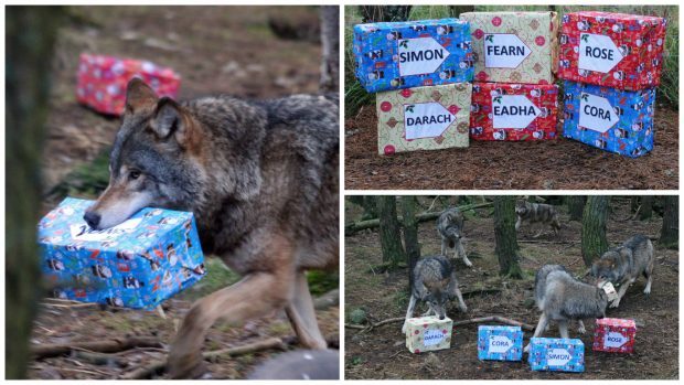 The six adorable pups at RZSS Highland Wildlife Park at Kincraig near Kingussie have received a special gift to celebrate their first Christmas there.