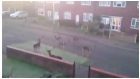 The herd spent 15 minutes walking up and down the street after coming from a nearby nature reserve in East London.