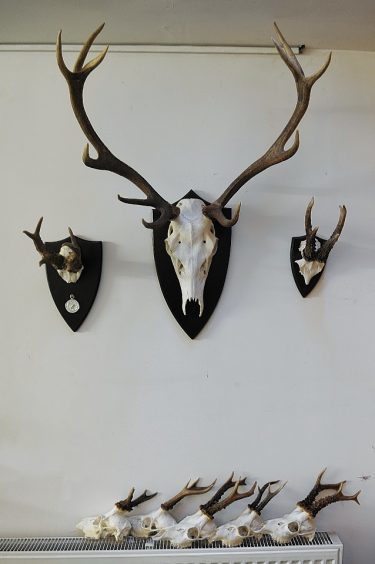 Some of the deer antlers mounted in the office at Woodmill Shootings