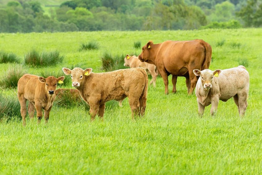 Some of the Girvan family's cattle.