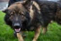 Griff is the north-east's  newest police dog, Griff,