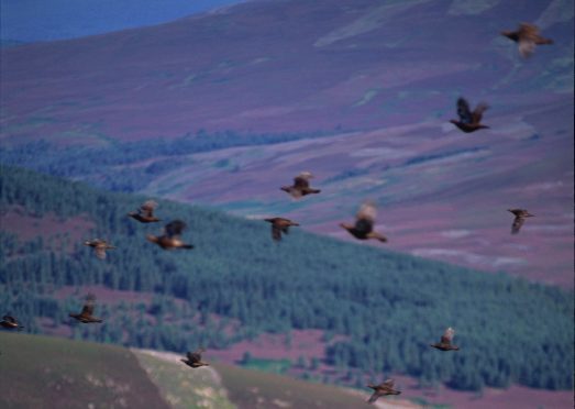 Grouse shooting