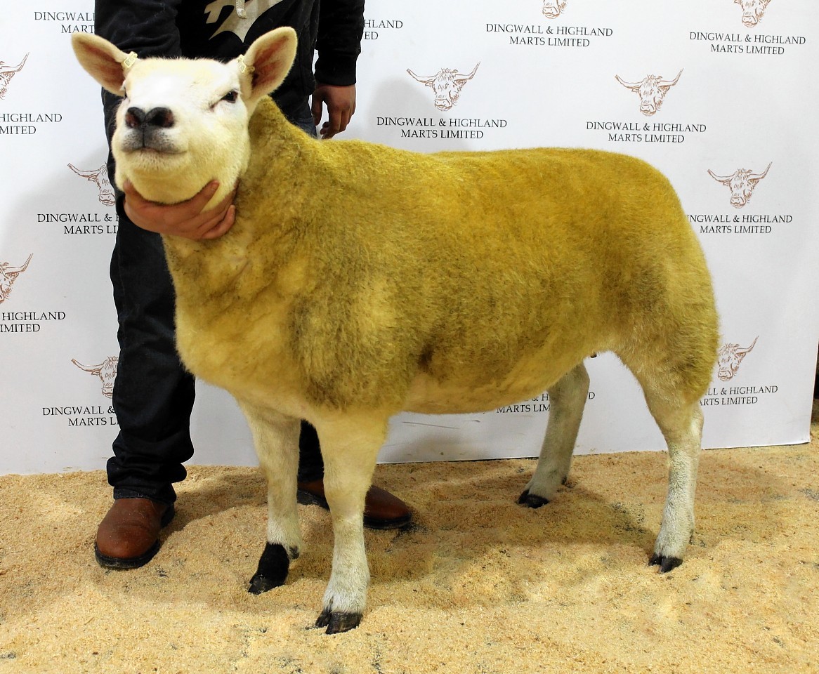 The champion Texel from last year's sale