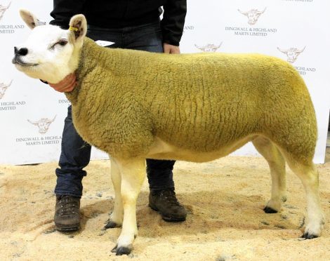 The top priced Texel gimmer
