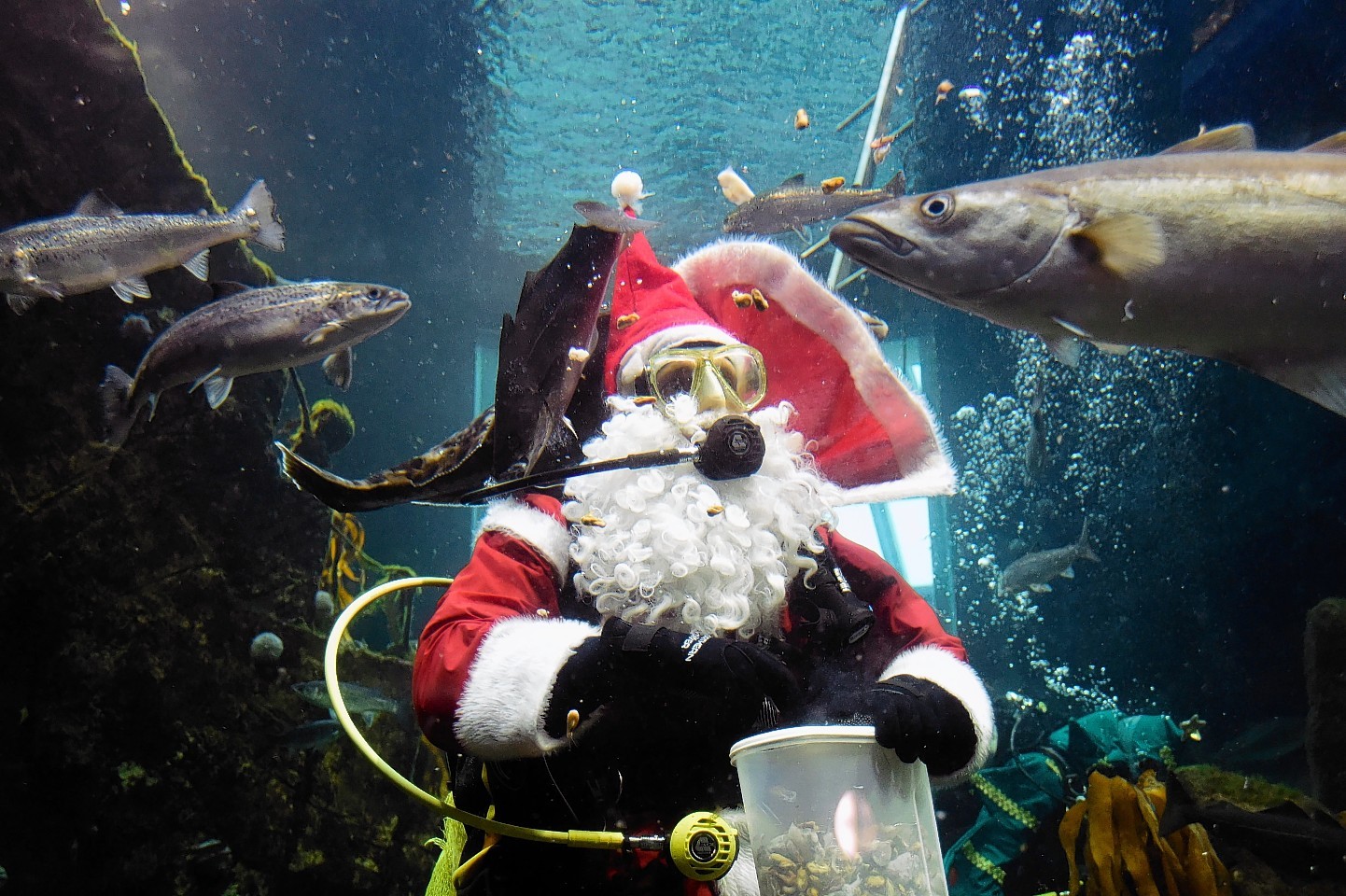 Santa gave the residents of Macduff Marine Aquarium their Christmas dinner.
