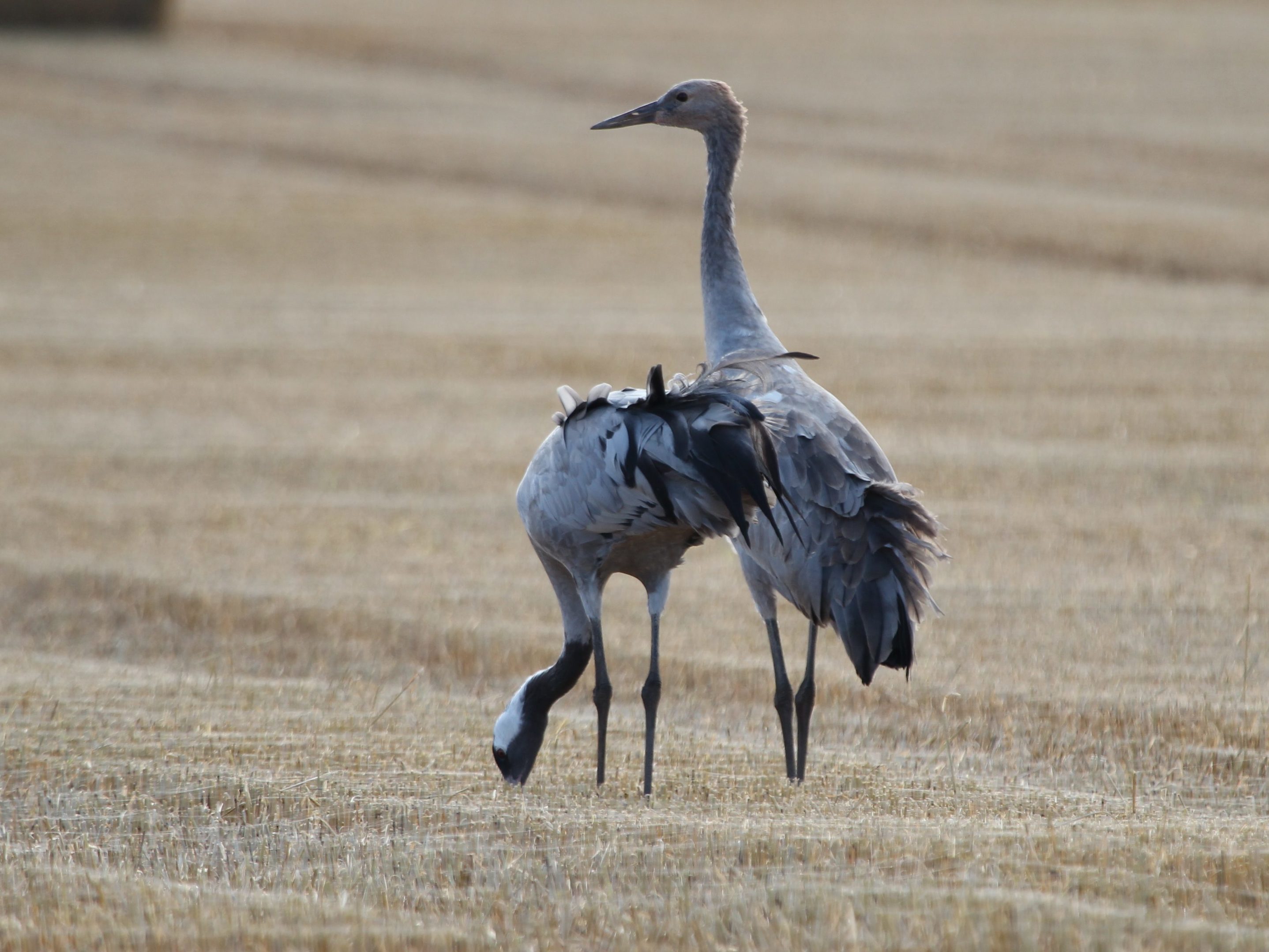 Mother and son cranes in Aberdeenshire.