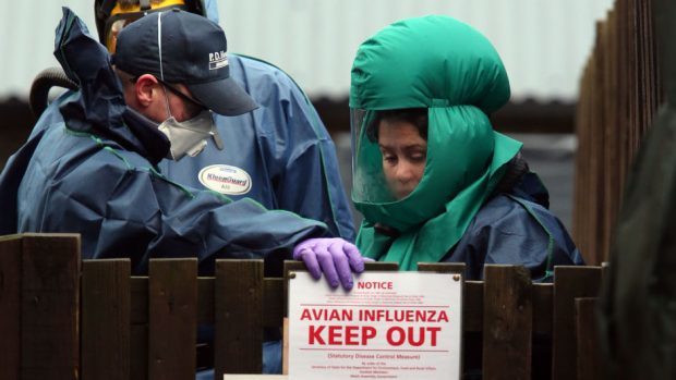 The latest case of bird flu was found in a wild duck