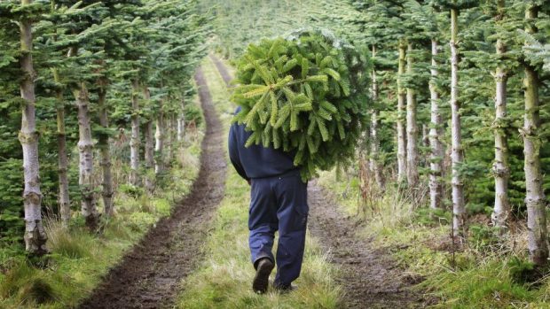 A Christmas tree farm could be yours for just £150,000.