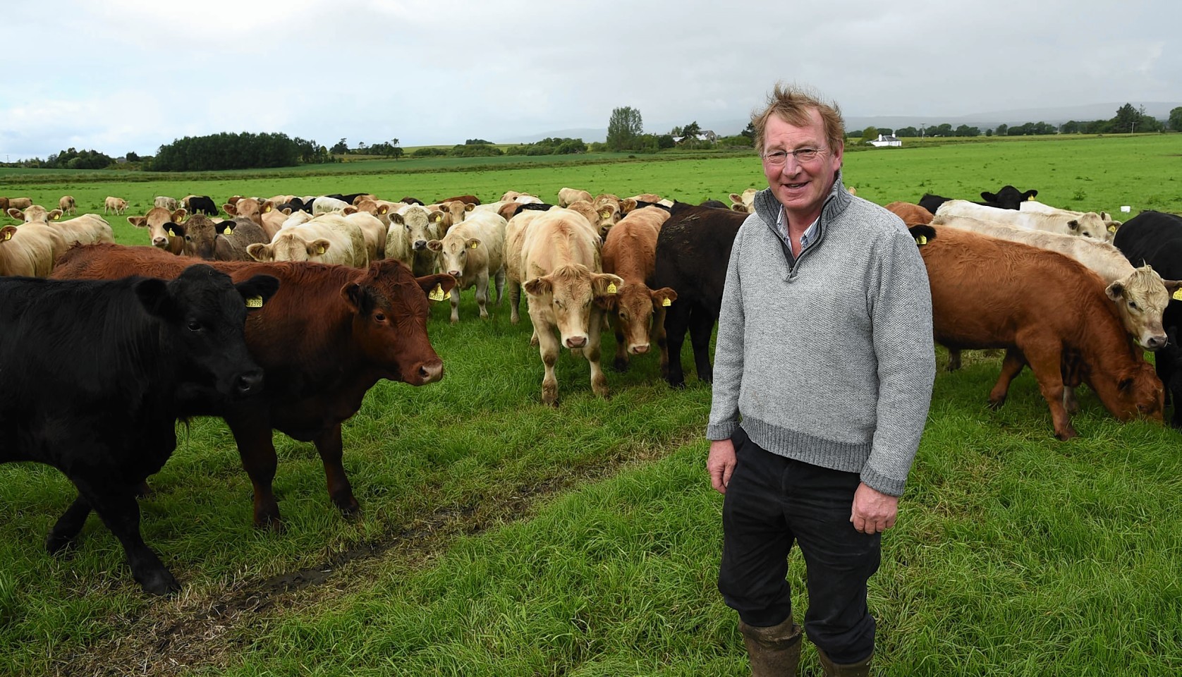 Stewart Whiteford with cattle at Wester Rarichie