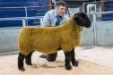 The top priced Birness gimmer