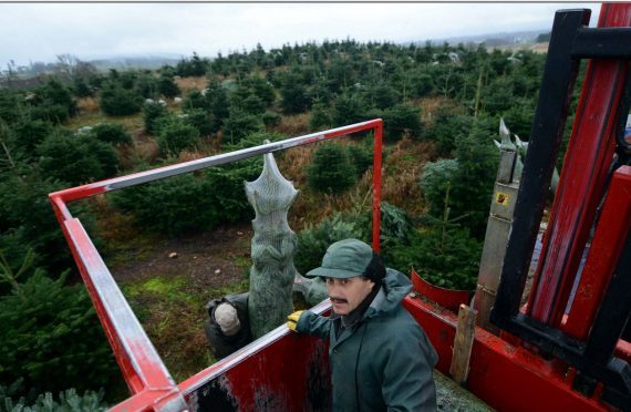 Trees for the harvest