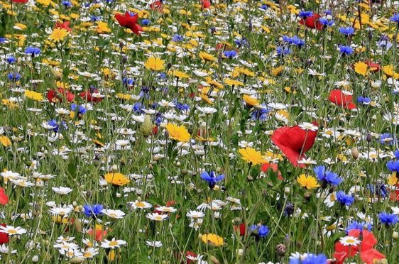 Council grass areas could be replaced with wild meadows.