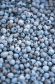 Scottish farmers grew 10% more blueberries last year