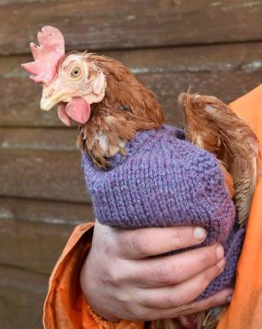 One hen models her custom made sweater