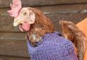 One hen models her custom made sweater