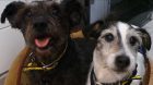 Meet Jerry the Jack Russell Terrier and Harvey the Tibetan Terrier