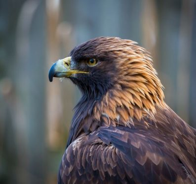 A Golden Eagle