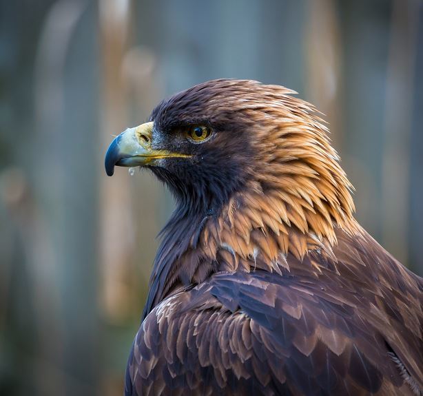 gold eagle