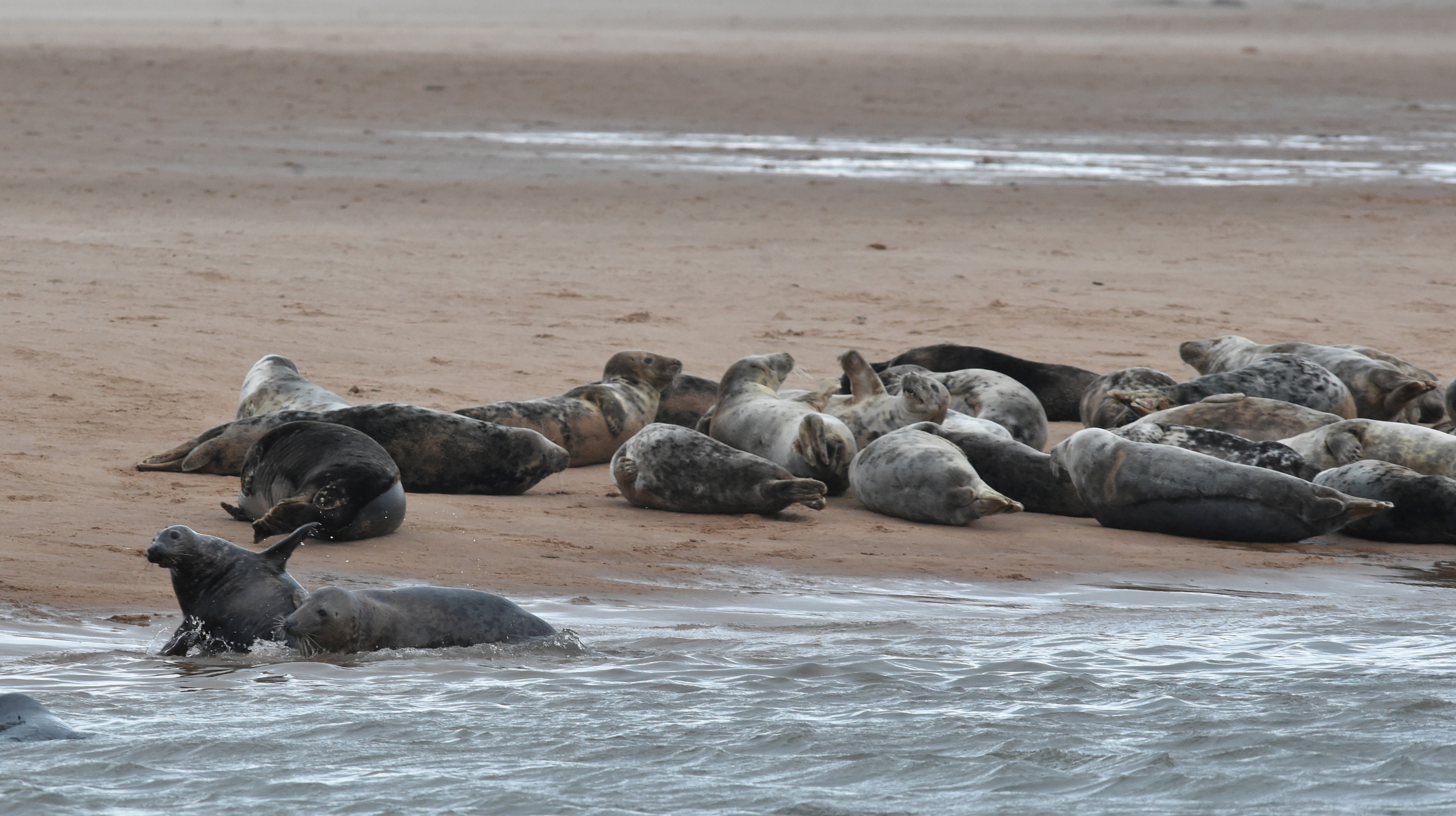 Seals at Newburgh beach - See story on the many seals in the area. Picture by COLIN RENNIE December 1, 2016.
