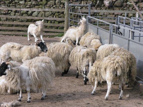 Sheep scab is a serious problem in the industry.