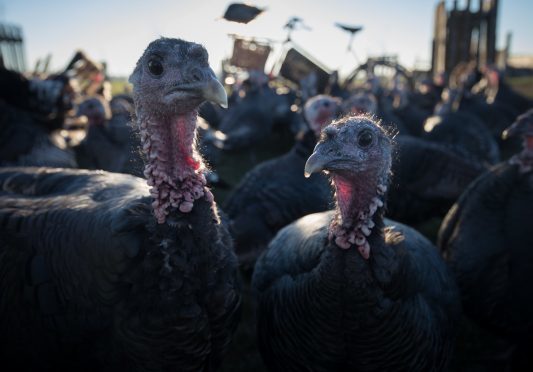 Bird flu was found in turkeys in England last week.