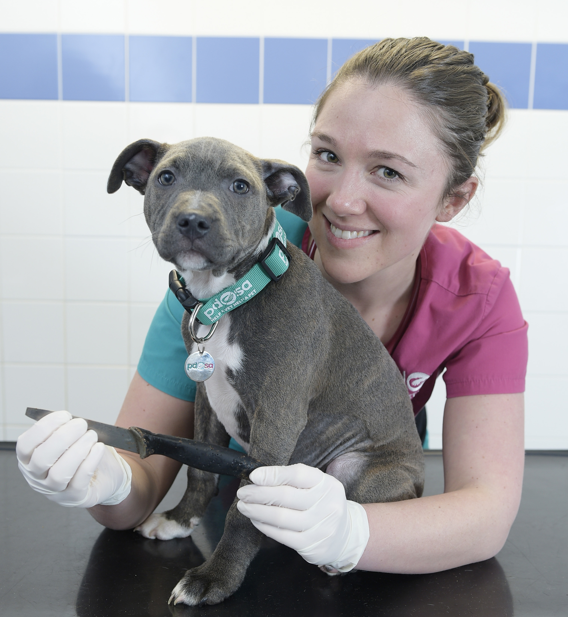 Macie Staffirdshire Bull Terrier who swallowed a kitchen knife