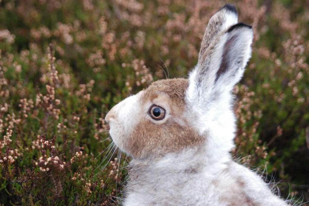 Gamekeepers are concerned about plans to give mountain hares full protection.