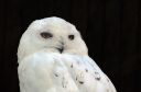 Snowy owls have garnered more popularity because of the Harry Potter movies