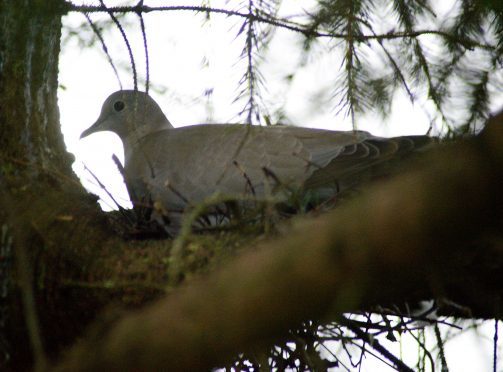 A pigeon nests in Fort William’s Christmas tree