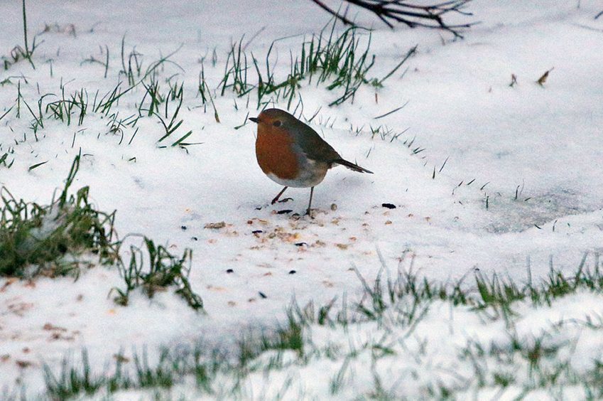 A robin in the snow in Caithness, Scotland.