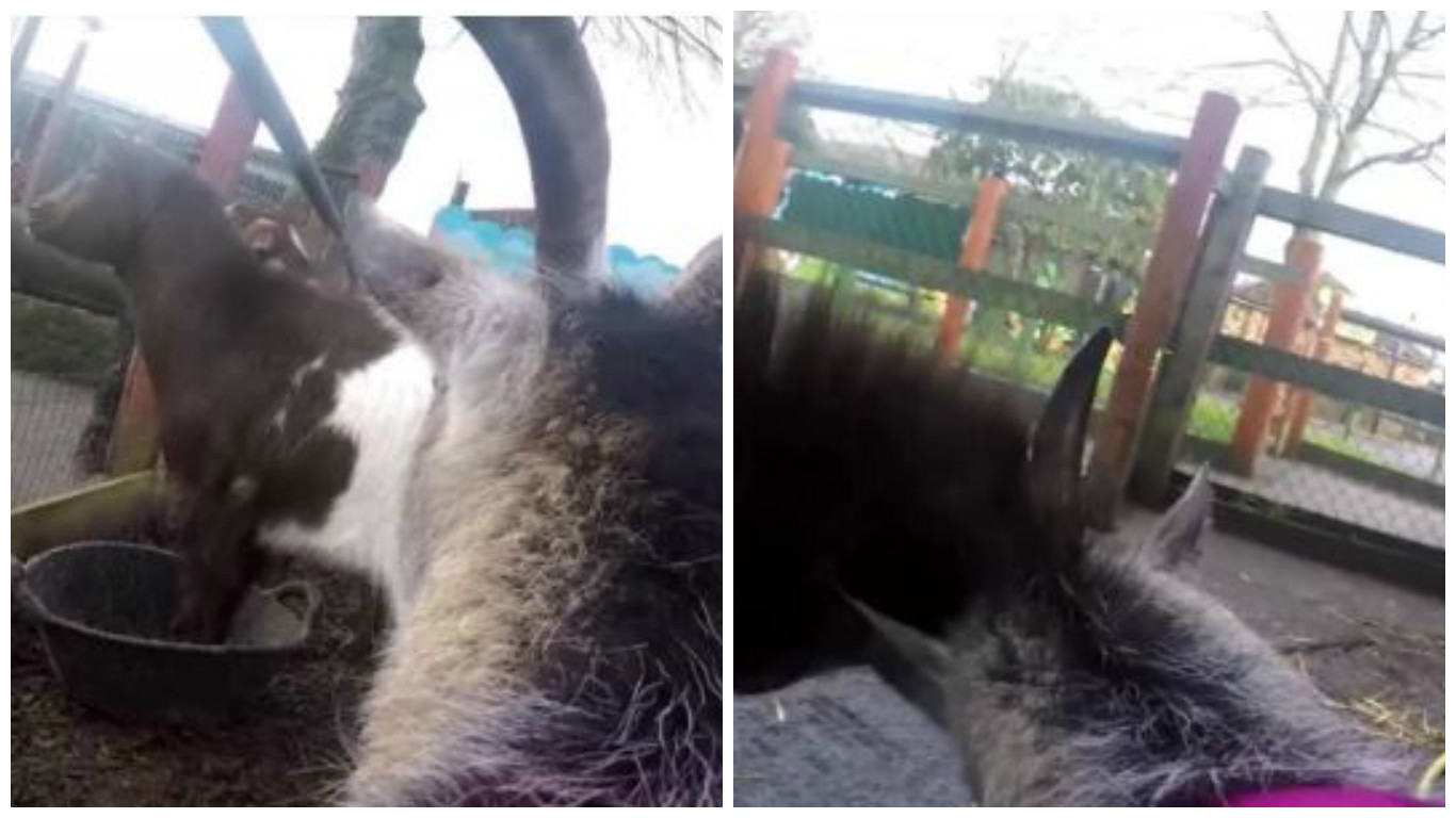 In the first video installment shared by Chessington World Of Adventures, viewers joined Tiana as she was let off her lead and allowed to take a stroll around the Surrey resort.
