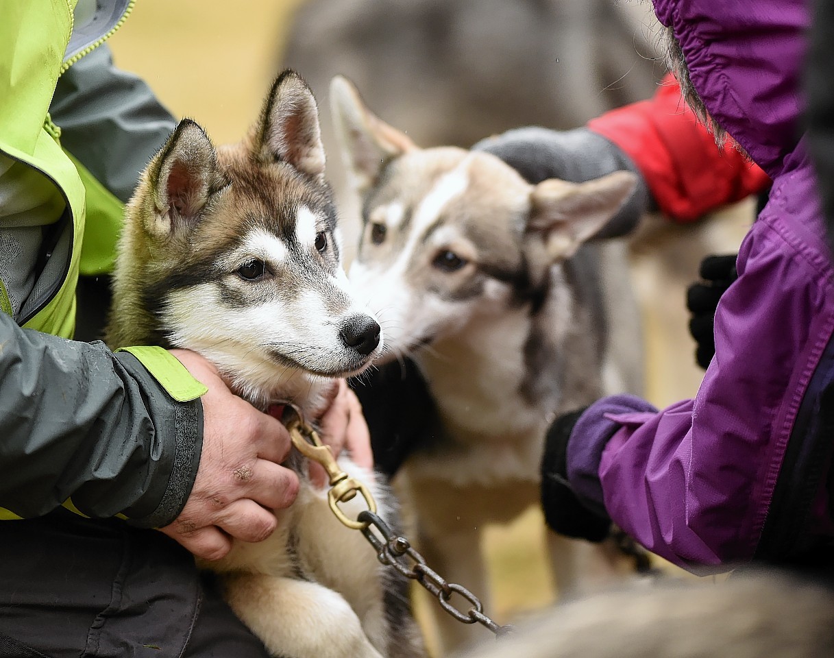 Husky-club-5