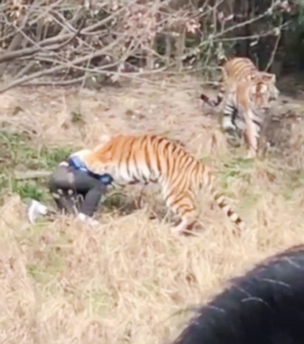 Man mauled by tigers 3