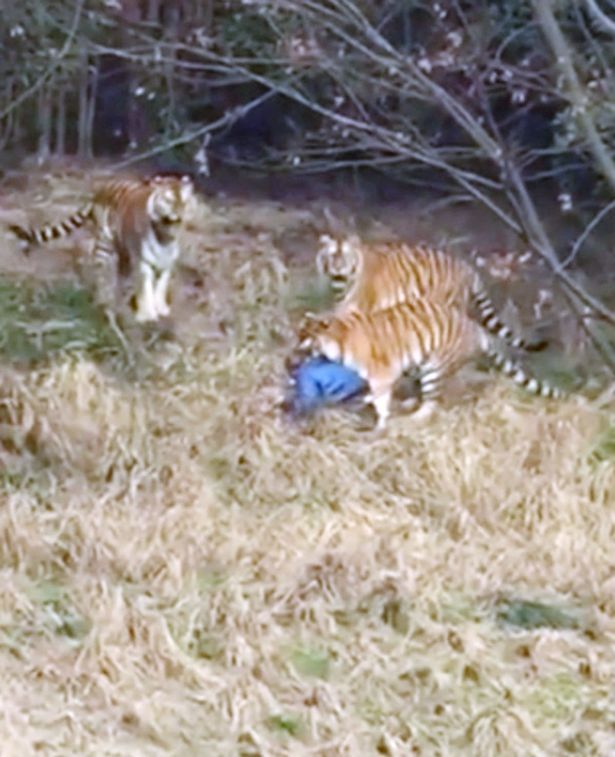 Man mauled by tigers