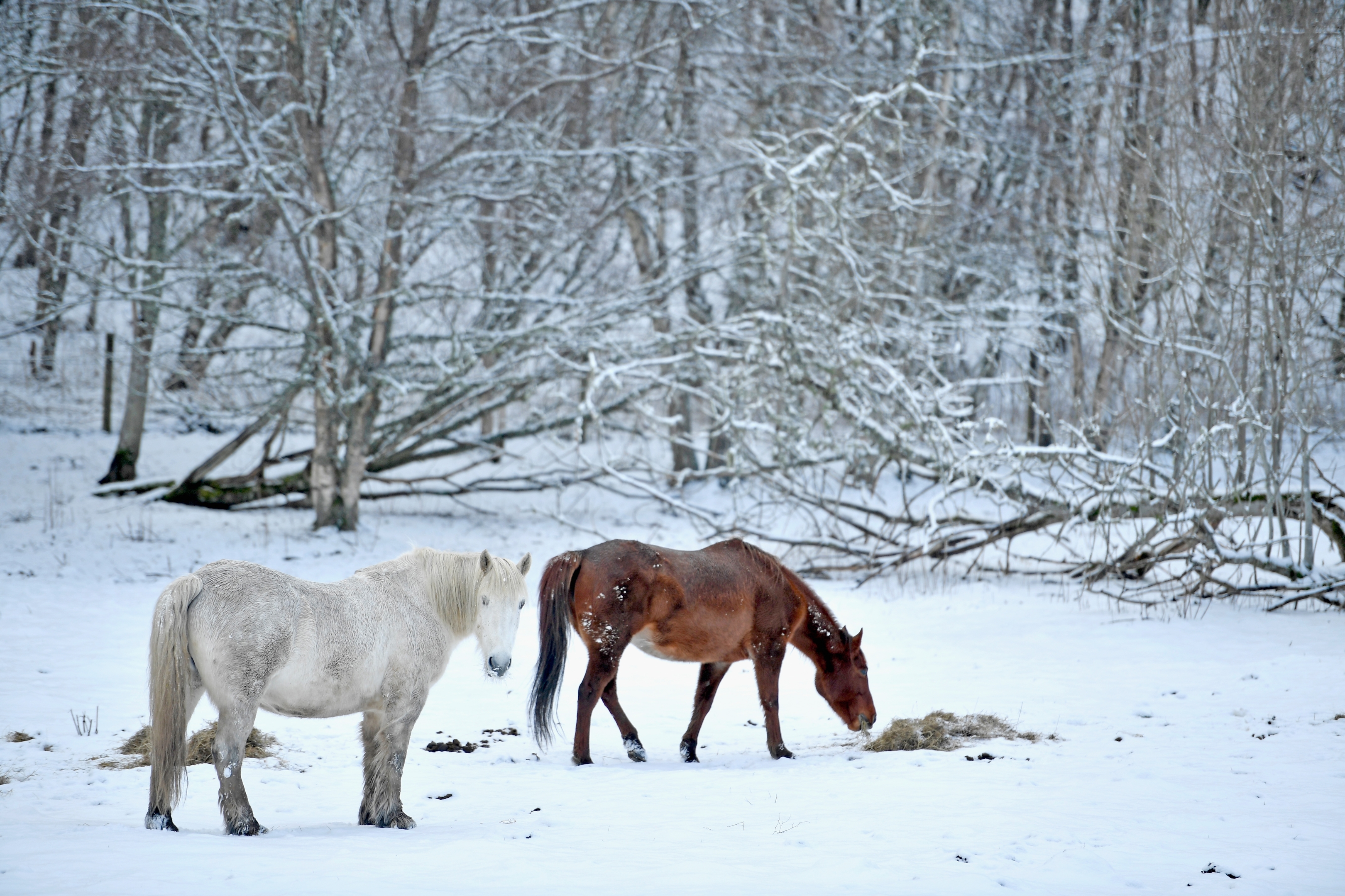 Horses feed in the snow  in Newtonmore.