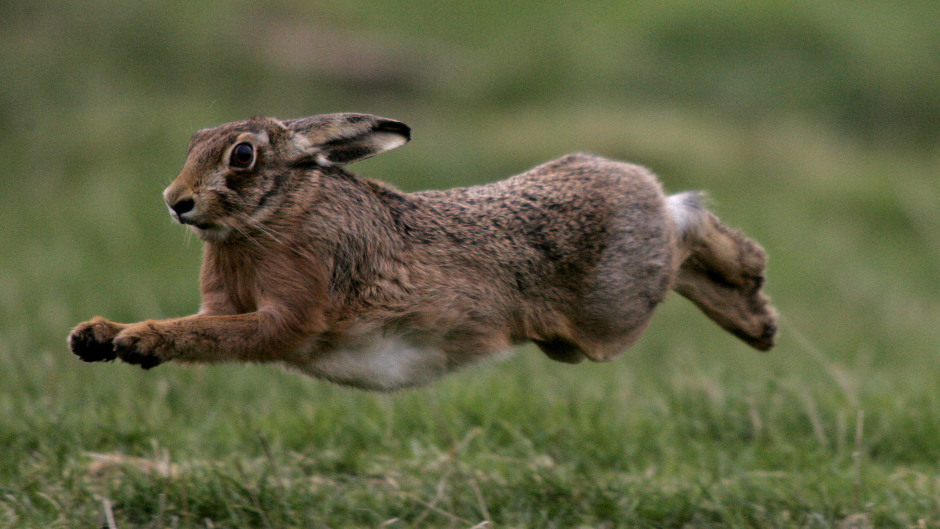 A hare
