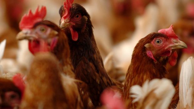 The study looked at the transmission of bird flu from wild birds to commercial poultry.