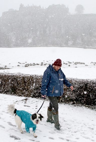 A dog walker in the snow in Stirling